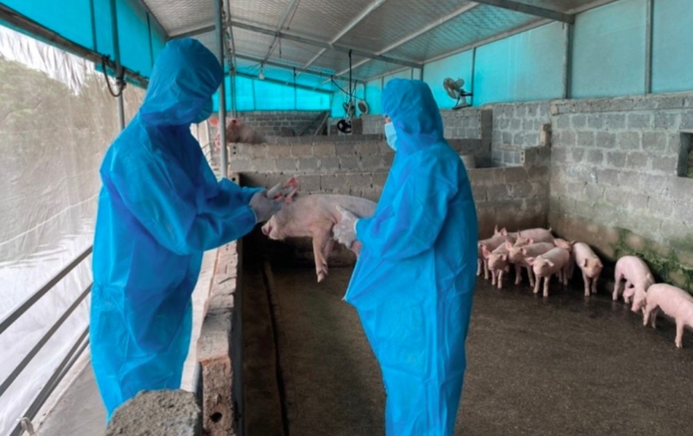 Government chief orders urgent measures to combat African swine fever